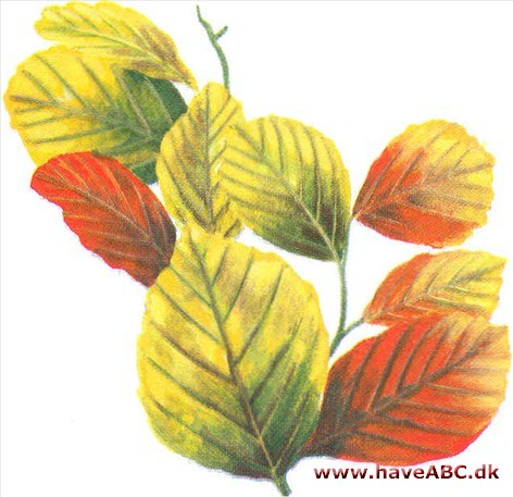 Trold-el - Fothergilla Trold-el - Fothergilla