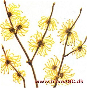 Troldnød - Hamamelis