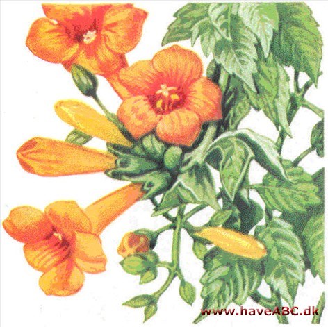 Trompetblomst - Campsis Trompetblomst - Campsis