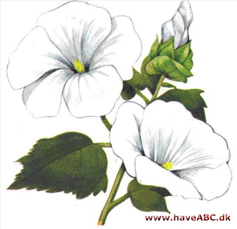 Trompetkatost - Malope trifida Trompetkatost - Malope trifida