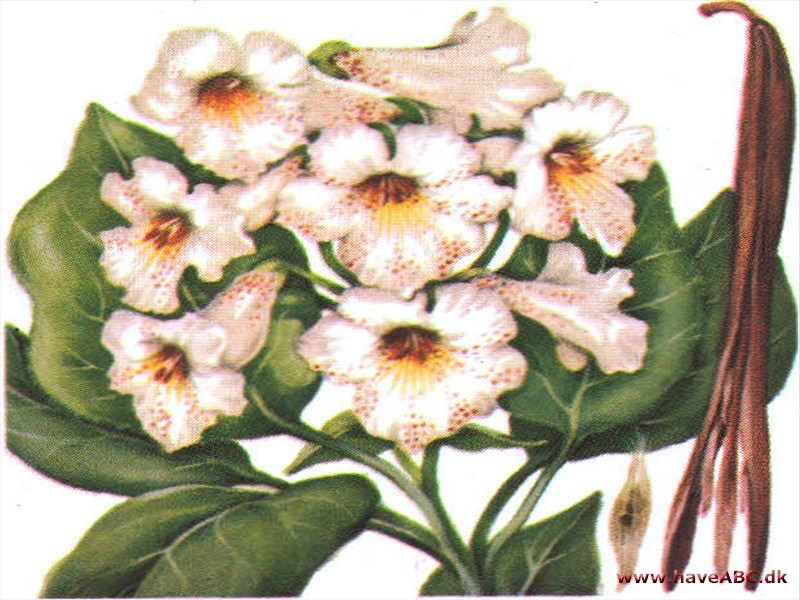 Trompetkrone - Catalpa Trompetkrone - Catalpa
