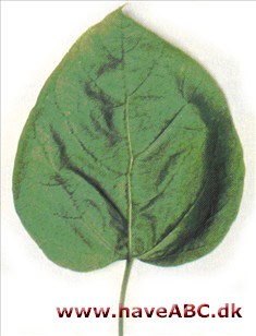 Trompettræ - Catalpa / bignonioides Hjemmehørende i det sydøstlige USA og dyrket som prydtræ i ordamerika og Europa; i Danmark ses den især i haver og parker i de sydøstlige egne. Blomsterne har en ret kraftig, aromatisk duft ...
