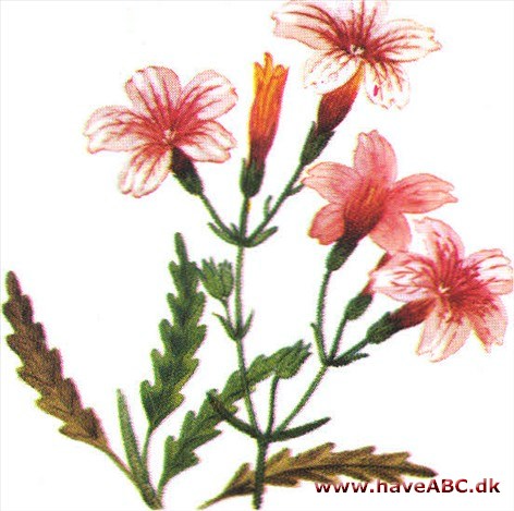 Trompettunge - Salpiglossis sinuata 2 Trompettunge - Salpiglossis sinuata 2