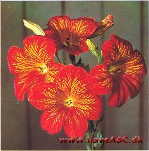 Trompettunge - Salpiglossis sinuata Trompettunge - Salpiglossis sinuata