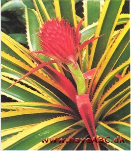 Tropeplanter Tropeplanter