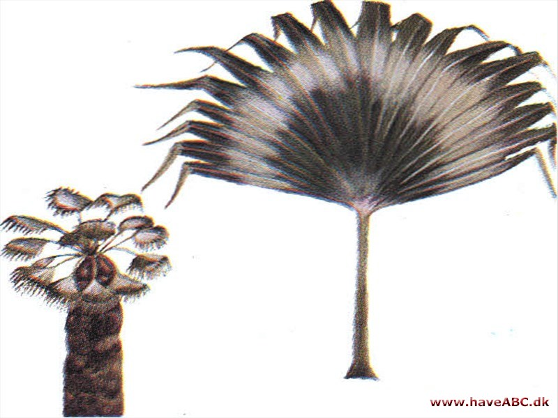 Trådpalme - Washingtonia Trådpalme - Washingtonia