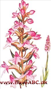 Trådspore - Gymnadenia conopsea Trådspore - Gymnadenia conopsea