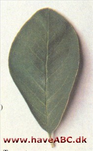 Træ-cotoneaster - Cotoneaster frigidus