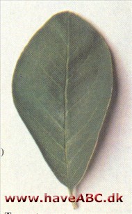 Træ-cotoneaster - Cotoneaster frigidus Træ-cotoneaster - Cotoneaster frigidus