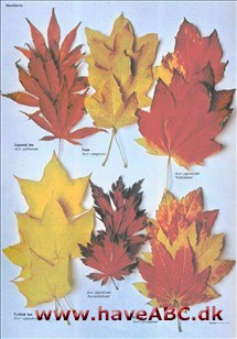Træernes blade høstfarver
