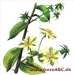 Trækaktus - Pereskia Trækaktus - Pereskia