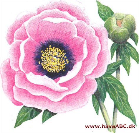 Træpæon - Paeonia suffruticosa Træpæon - Paeonia suffruticosa