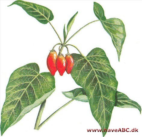 Trætornat - Tamarillo - Cyphomandra betacea Trætornat - Tamarillo - Cyphomandra betacea
