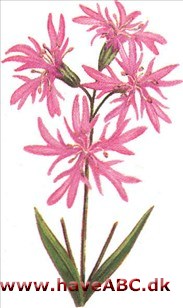 Trævlekrone - Lychnis flos-cuculi Trævlekrone - Lychnis flos-cuculi