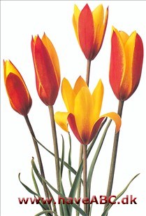Tubergen's Gem - Tulipan, Tulipa
