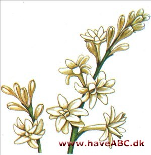 Tuberose - Polianthes tuberosa 2 Tuberose - Polianthes tuberosa 2