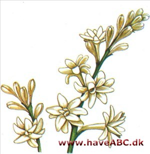 Tuberose - Polianthes tuberosa 2