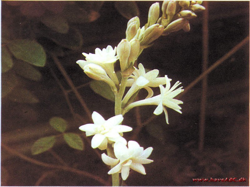 Tuberose - Polianthes tuberosa Tuberose - Polianthes tuberosa