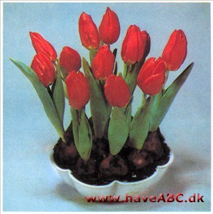 Tulipan - Tulipa hybrider (syn. gesneriana)