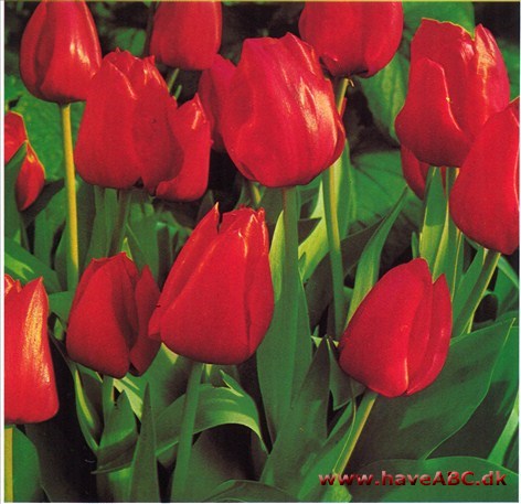 Tulipan - Tulipa †