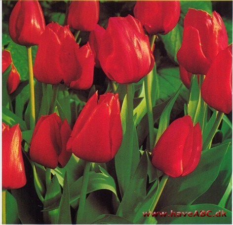 Tulipan - Tulipa † Tulipan - Tulipa †