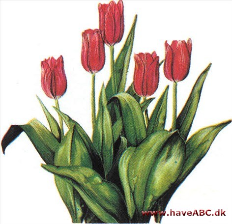 Tulipan - Tulipa Tulipan - Tulipa