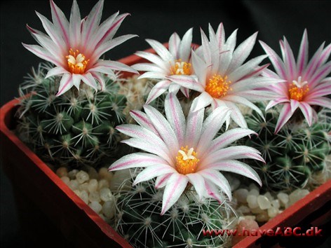 Turbinicarpus Turbinicarpus