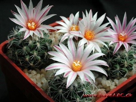 Turbinicarpus