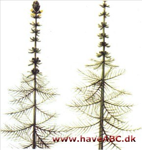 Tusindblad - Myriophyllum