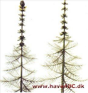 Tusindblad - Myriophyllum Tusindblad - Myriophyllum