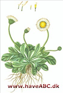 Tusindfryd - Bellis perennis