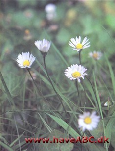 Ses tidligt forår - sent efterår. Denne art, som også kaldes bellis, er en ægte plænespecialist, og den findes stort set kun der. Blomsterne er kun åbne om dagen ...