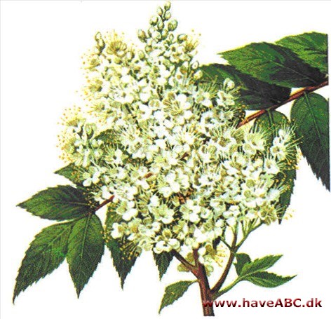 Tusindtop - Sorbaria sorbifolia Tusindtop - Sorbaria sorbifolia