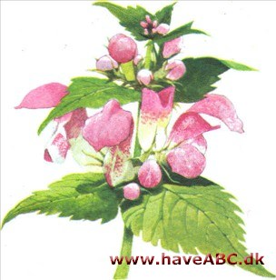 Tvetand - Lamium Tvetand - Lamium