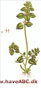 Tvetand, rød tvetand - Lamium purpureum