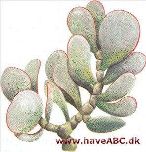 Tykblad - Crassula Tykblad - Crassula