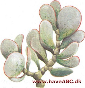 Tykblad - Crassula