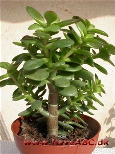 Tykblad - Crassula.