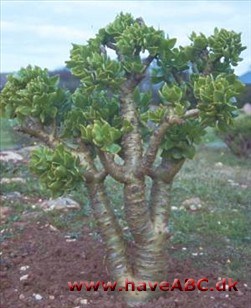 Tylecodon Tylecodon