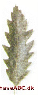 Tyrkisk eg, Frynse eg - Quercus cerris Tyrkisk eg, Frynse eg - Quercus cerris