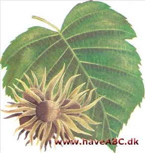 Tyrkisk hassel - Corylus colurna