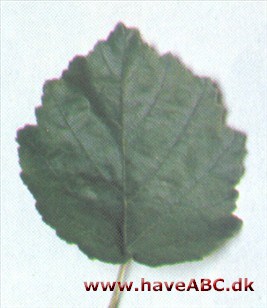 Tyrkisk hassel - Corylus colurna.