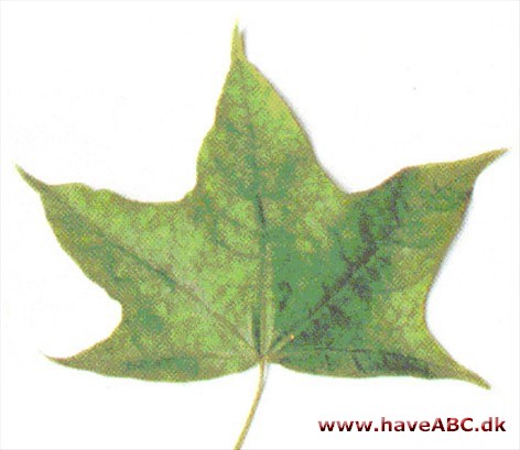 Tyrkisk løn - Acer cappadocicum Tyrkisk løn - Acer cappadocicum