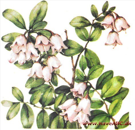 Tyttebær - Vaccinium vitis-idaea