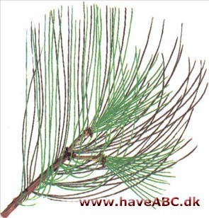 Tårefyr - Pinus wallichiana