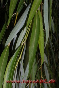 Tårepil - Salix babylonica