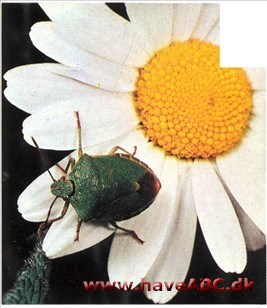 Tæger - Heteroptera Tæger - Heteroptera