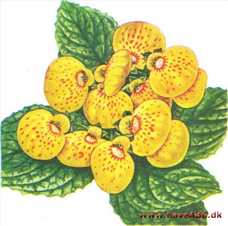 Tøffelblomst - Calceolaria Tøffelblomst - Calceolaria