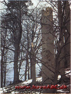 Tøndersvamp - fyrsvamp - Fomes fomentarius Tøndersvamp - fyrsvamp - Fomes fomentarius