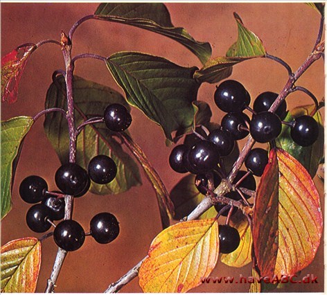 Tørstetræ - Rhamnus frangula † Tørstetræ - Rhamnus frangula †